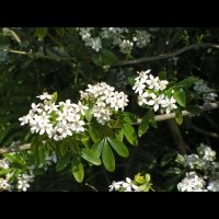 Choisya Ternata (fam. Rutacees) (Amerique du Nord, Mexique) (4)